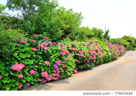 Hydrangea, Jeju rural village, flower, village, alley, stone wall, flower bud, ecology, environment, Hydrangea, Jeju rural village, flower, village, alley, stone wall, flower bud, ecology, environment, 77603494
