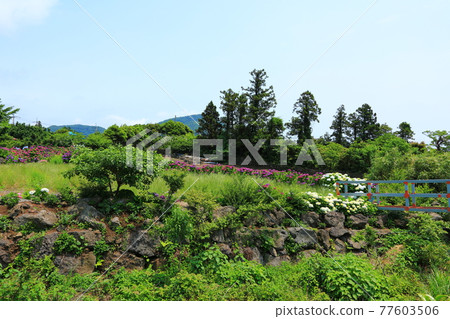繡球花，濟州鄉村，鮮花，村莊，胡同，石牆，花卉，生態，環境， 77603506