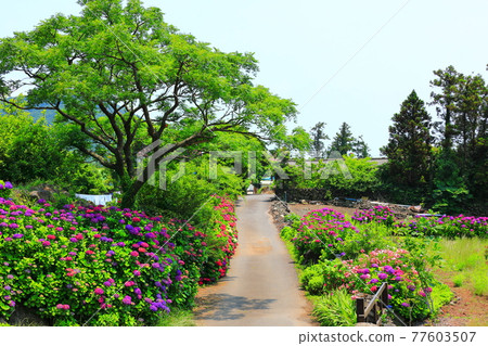 繡球花，濟州鄉村，鮮花，村莊，胡同，石牆，花卉，生態，環境， 77603507