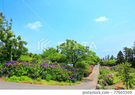 繡球花,濟州鄉村,鮮花,村莊,胡同,石牆,花卉,生態,環境, 繡球花,濟州鄉村,鮮花,村莊,胡同,石牆,花卉,生態,環境, 77603509