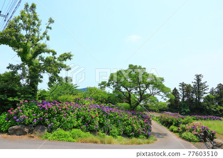 繡球花,濟州鄉村,鮮花,村莊,胡同,石牆,花卉,生態,環境, 繡球花,濟州鄉村,鮮花,村莊,胡同,石牆,花卉,生態,環境, 77603510