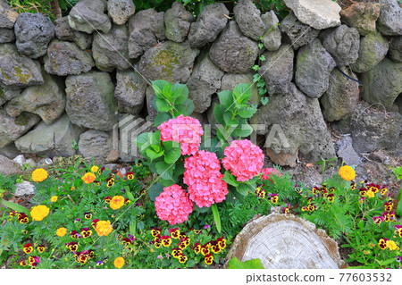 繡球花，濟州鄉村，鮮花，村莊，胡同，石牆，花卉，生態，環境， 77603532