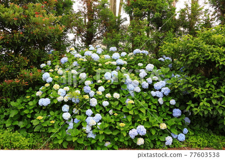 繡球花,濟州鄉村,鮮花,村莊,胡同,石牆,花卉,生態,環境, 繡球花,濟州鄉村,鮮花,村莊,胡同,石牆,花卉,生態,環境, 77603538