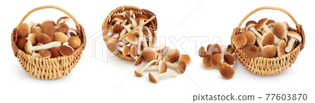 honey fungus mushrooms isolated on white background with clipping path and full depth of field. Set or collection 77603870