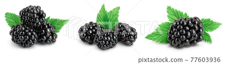blackberry with leaf isolated on a white background closeup with full depth of field. Set or collection 77603936