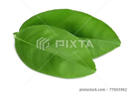 Citrus leaf isolated on white background with clipping path and full depth of field 77603962