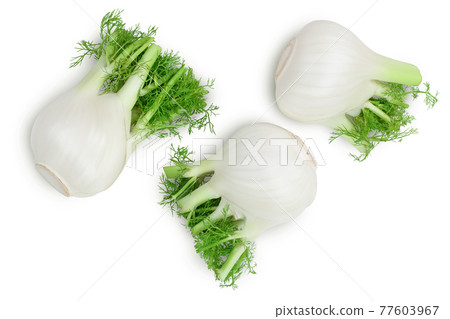 fresh fennel bulb isolated on white background with clipping path and full depth of field. Top view. Flat lay fresh fennel bulb isolated on white background with clipping path and full depth of field. Top view. Flat lay 77603967