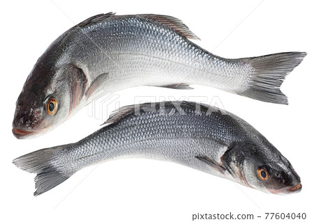 Sea bass fich isolated on white background with clipping path. Top view. Flat lay 77604040
