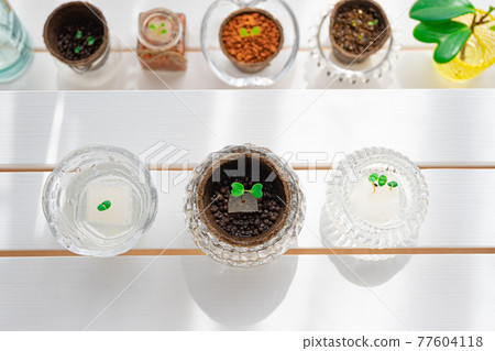 Basil, arugula and leaf lettuce Futaba hydroponics kitchen garden Basil, arugula and leaf lettuce Futaba hydroponics kitchen garden 77604118