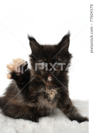 black tortie maine coon kitten playing raising paw on white background 77604379