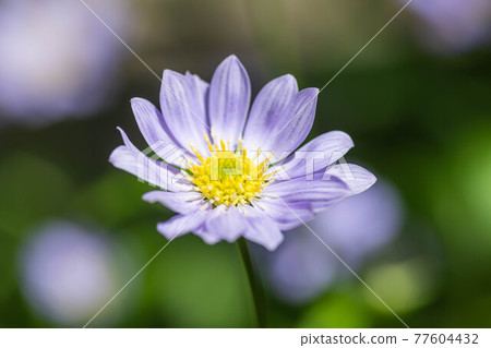 Miyako Washer Flower 77604432