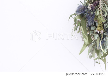 Eucalyptus wag 77604456