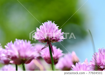 Chives 77604501