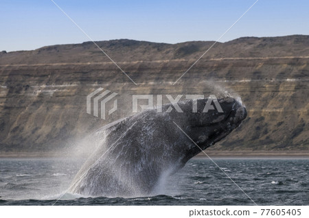 Whale Patagonia Argentina Whale Patagonia Argentina 77605405