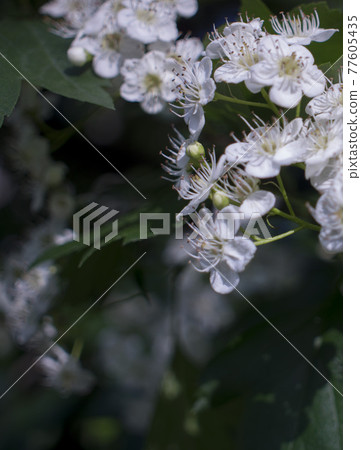 Flowers of hawthorn on a branch with leaves in the rays of the morning sun. Blooming spring tree. the bud may. white flowers of Beltane 77605435