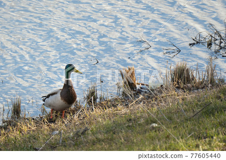 drake Copy space for text. Wild life of animals near people 77605440