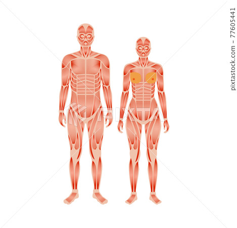 Human muscular system 77605441