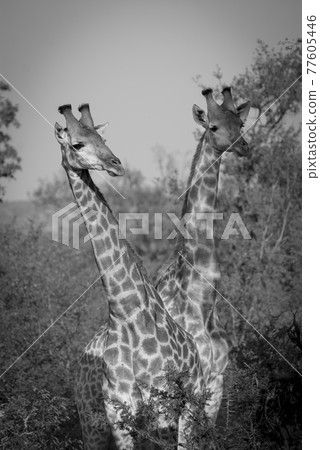Giraffa looking, Kruger National Park 77605446