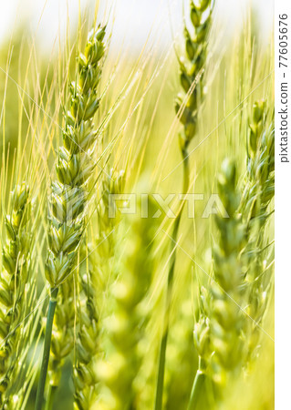 Fresh wheat with beautiful fresh green Fresh wheat with beautiful fresh green 77605676
