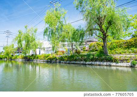 Yanagawa, Fukuoka in the historic scenery, in the fresh green down the river Yanagawa, Fukuoka in the historic scenery, in the fresh green down the river 77605705
