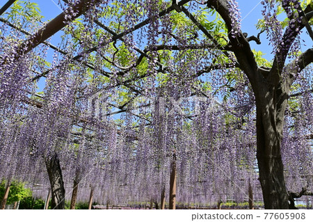 Shower of wisteria trellis in full bloom Sunny sky Shower of wisteria trellis in full bloom Sunny sky 77605908