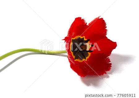Red tulip isolated on white background. Red tulip isolated on white background. 77605911