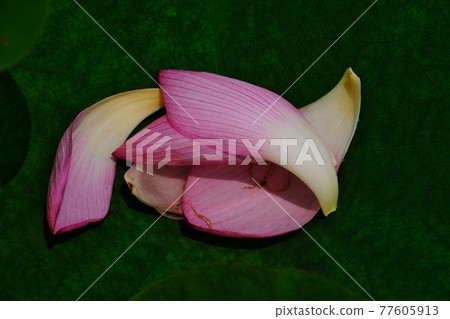 Lotus petals Lotus petals 77605913