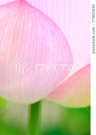 蓮花 蓮花 77605930