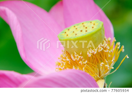蓮花 蓮花 77605934