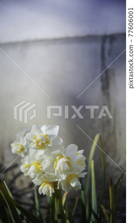 水仙花 日本 岡山 山陽 水仙花 日本 岡山 山陽 77606001