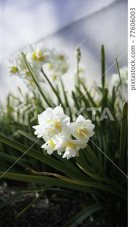 水仙花 日本 岡山 山陽 77606003