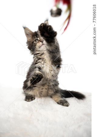 cute maine coon kitten rearing up playing with feather toy on white background cute maine coon kitten rearing up playing with feather toy on white background 77606018