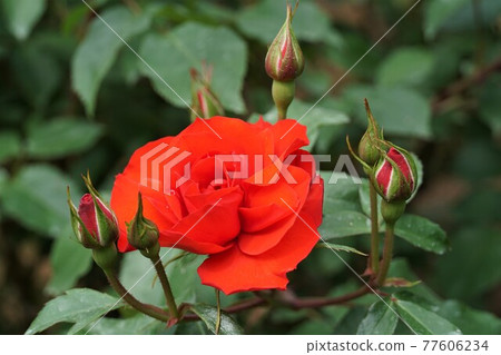 初夏茨城花卉公園盛開的玫瑰特寫。 77606234