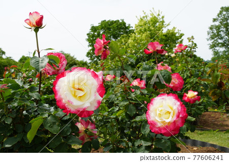 初夏茨城花卉公園盛開的玫瑰特寫。 77606241