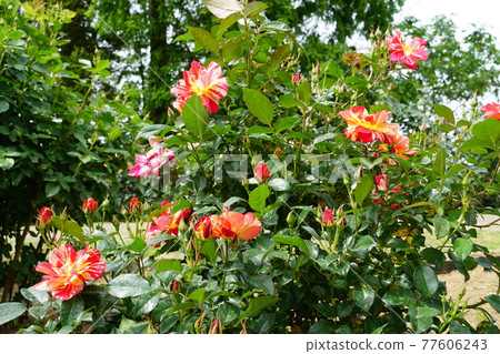 Image of roses in full bloom in Ibaraki Flower Park in early summer Image of roses in full bloom in Ibaraki Flower Park in early summer 77606243