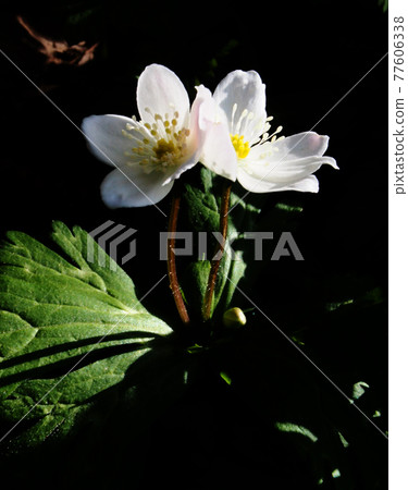 鬆弛的海葵光影 鬆弛的海葵光影 77606338