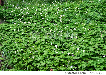 鬆弛的海葵群落(春季短暫) 鬆弛的海葵群落(春季短暫) 77606339