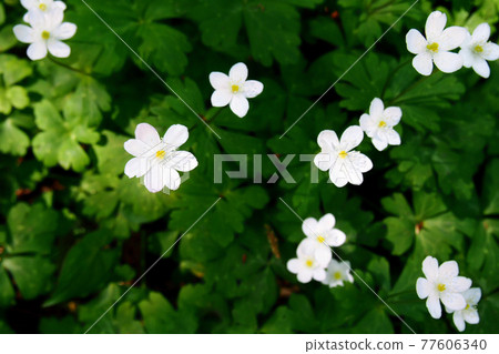 鬆弛的海葵(春季短暫) 鬆弛的海葵(春季短暫) 77606340