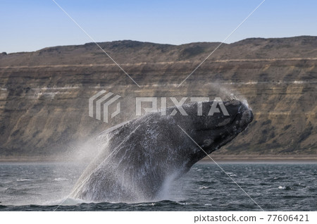 Whale Patagonia Argentina Whale Patagonia Argentina 77606421