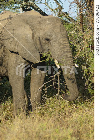 African elephant eating, South Africa African elephant eating, South Africa 77606423