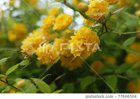 八重山吹的黃花 八重山吹的黃花 77606504