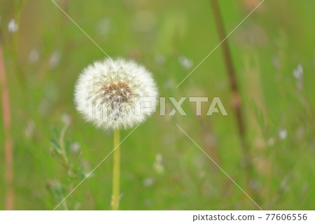 Dandelion fluff that seems to fly fluffy at any moment Dandelion fluff that seems to fly fluffy at any moment 77606556