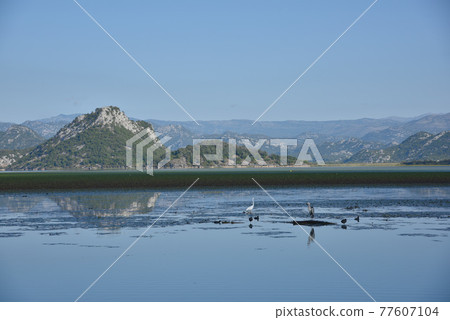 Birds live on the surface of Lake Beautiful. Birds live on the surface of Lake Beautiful. 77607104