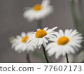 White daisies 77607173