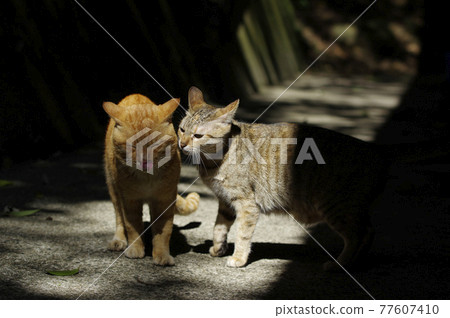 橘貓和它的好朋友窩心的見面了 77607410