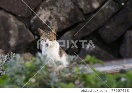 海岸漁村小花貓坐著睡覺絕技 77607418