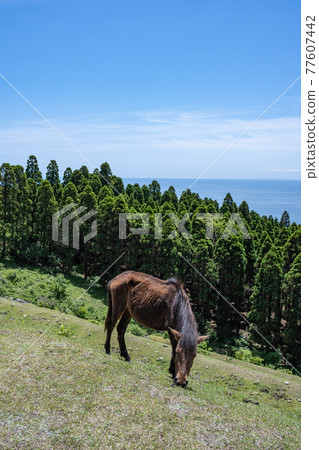Cape Toi --Komatsugaoka --Misaki Horse Cape Toi --Komatsugaoka --Misaki Horse 77607442
