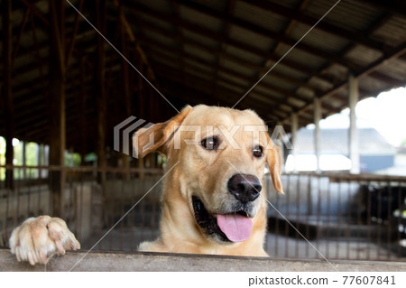 Brown golden retreiver dog stood and wait over the cage Brown golden retreiver dog stood and wait over the cage 77607841