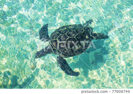 火奴龜龜池 77608749