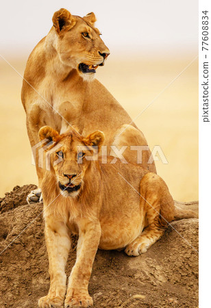 Tanzania pictures Tanzania pictures 77608834